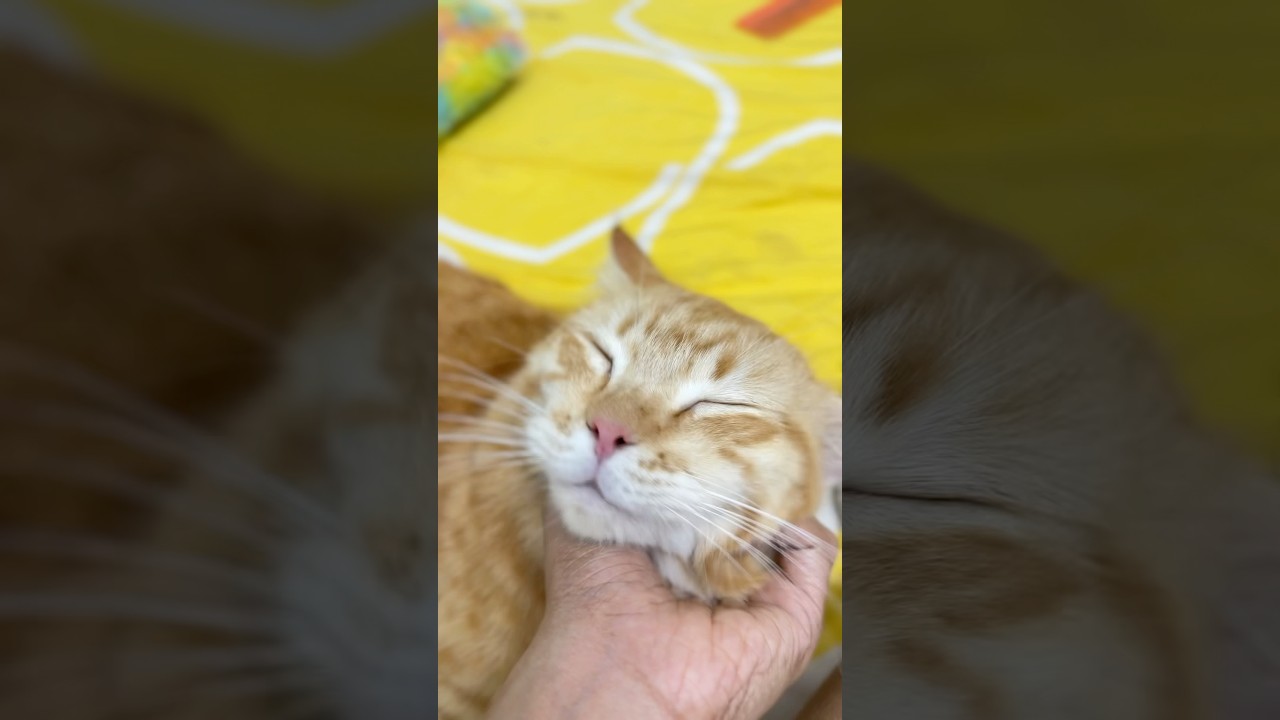#catviralvideo #kitten #petscomedy #cuteanimals #catmotivation