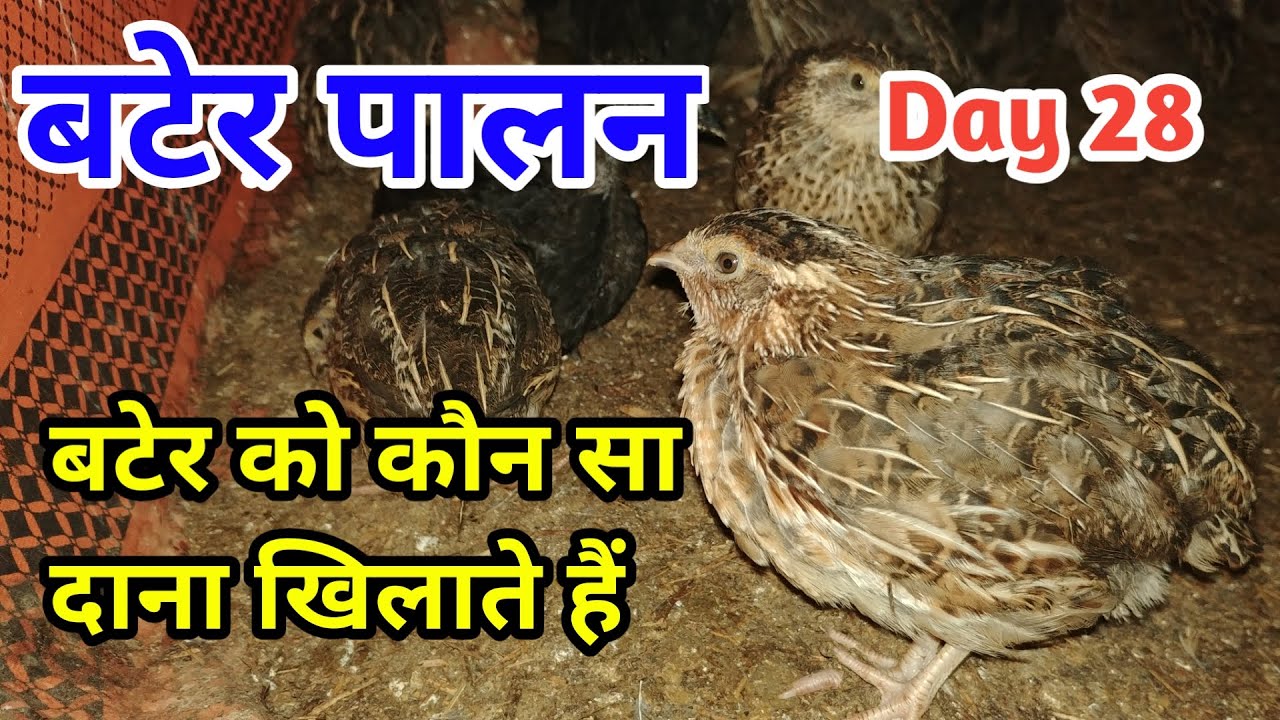 बटेर को कौन-कौन सा दाना खिलाते हैं | बटेर और बटेर के बच्चों का दाना | Bater Farming Day 28
