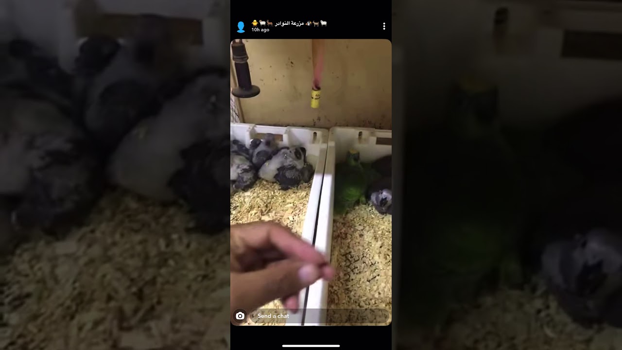 الببغاوات في مزرعة النوادربعنيزة