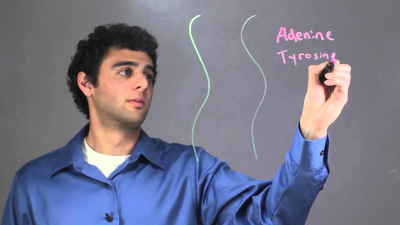 What Does Double Strand DNA Mean? : Biology & DNA