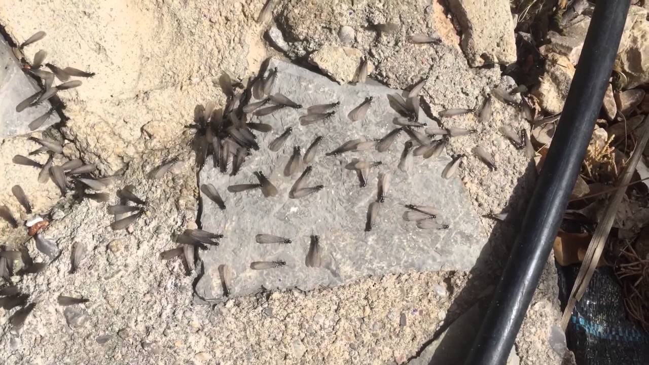 Spanish termite alates flight- April 2016.