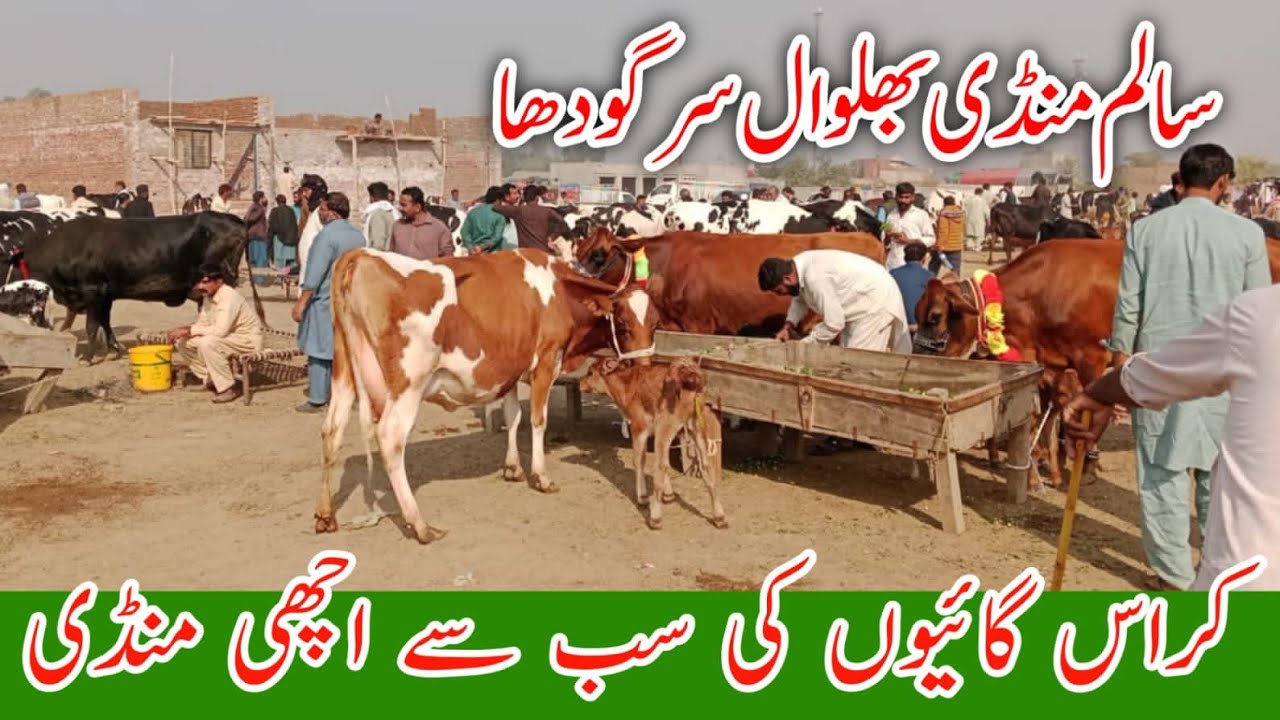 Salam Cow Mandi Australian Fresian Cholistani Cross breed cows !Ali Best 