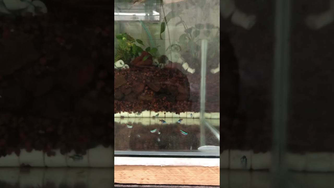 Neon Tetra fish/ Breeding tank