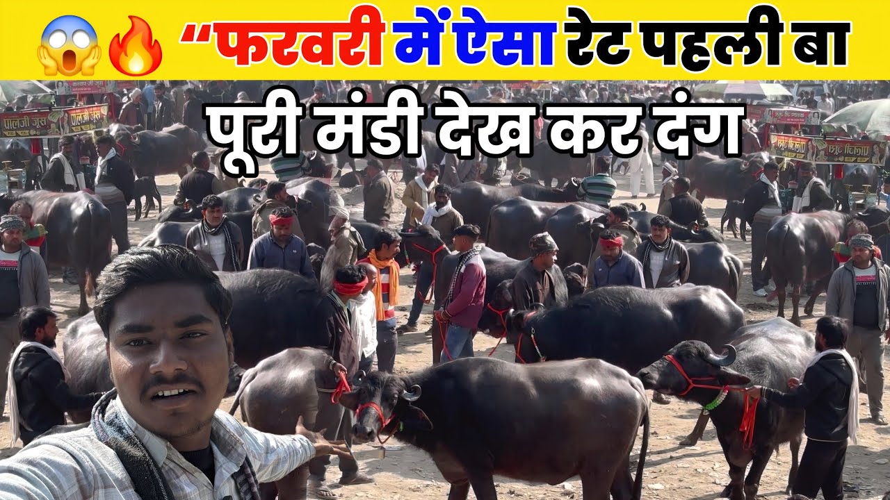 🔥 “फरवरी में ऐसा रेट पहली बा पूरी मंडी देख 😱 कर दंग सौरई पशु मंडी | saurai bhains ki mandi 