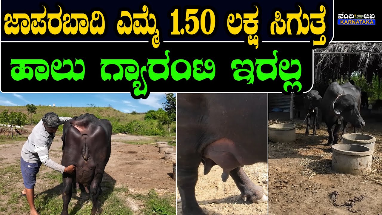 ಜಾಪರಬಾದಿ ಎಮ್ಮೆ ಯಾಕ್‌ ತಗೋಬೇಕು ಏನ್‌ ಲಾಭ | ಮುರ್ರಾ ಯಾಕ್‌ ಬೇಡ ?