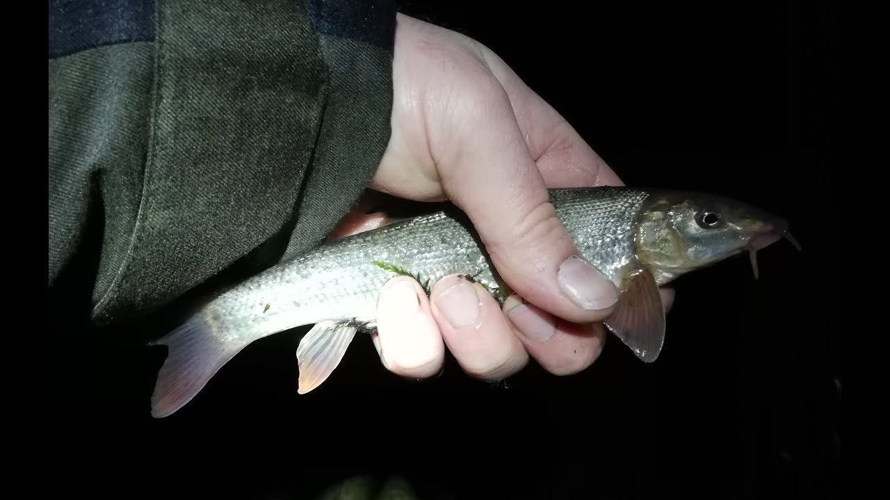 Brzanowe eldorado w grudniu, czyli jak łowić brzany zimą - 6.12.2018 część 2