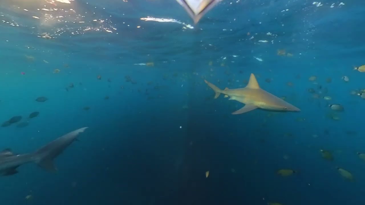 Feeding time under the tower