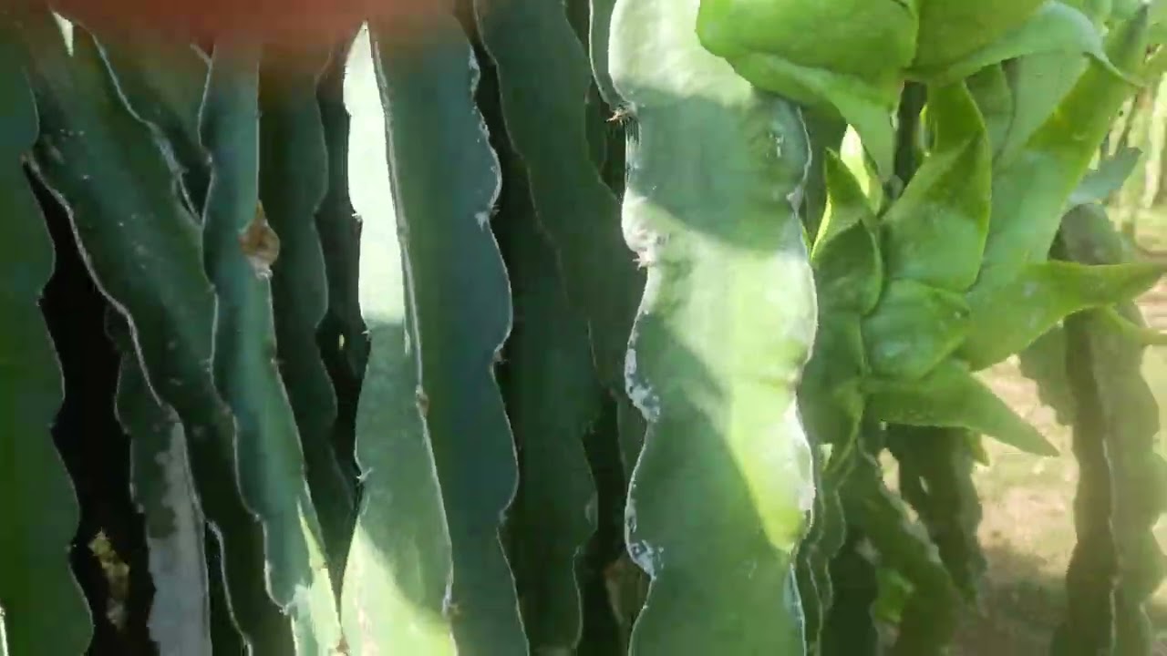 VLOG VƯỜN NHÀ TÔI 1