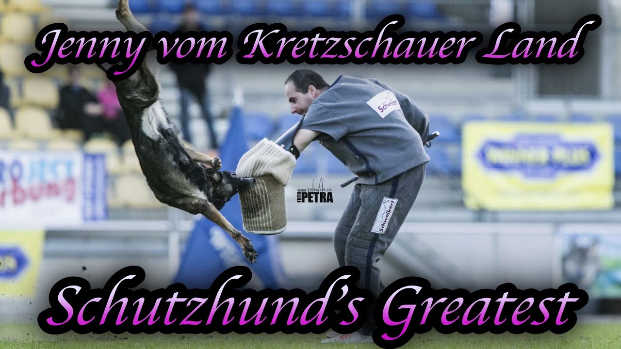 Schutzhunds Greatest Dogs *Jenny vom Kretzschauer Land*