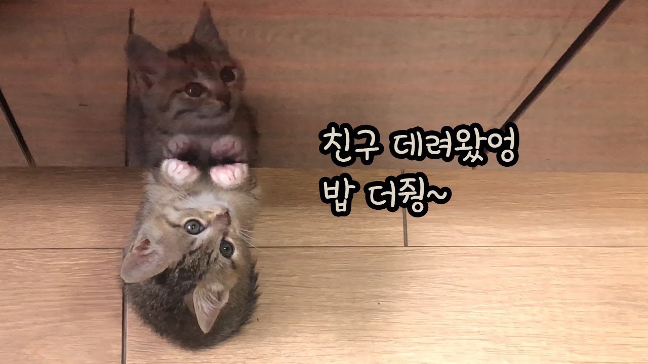 아기 고양이 육아, 이유식 전쟁 (feat. 뚜리 분신술)