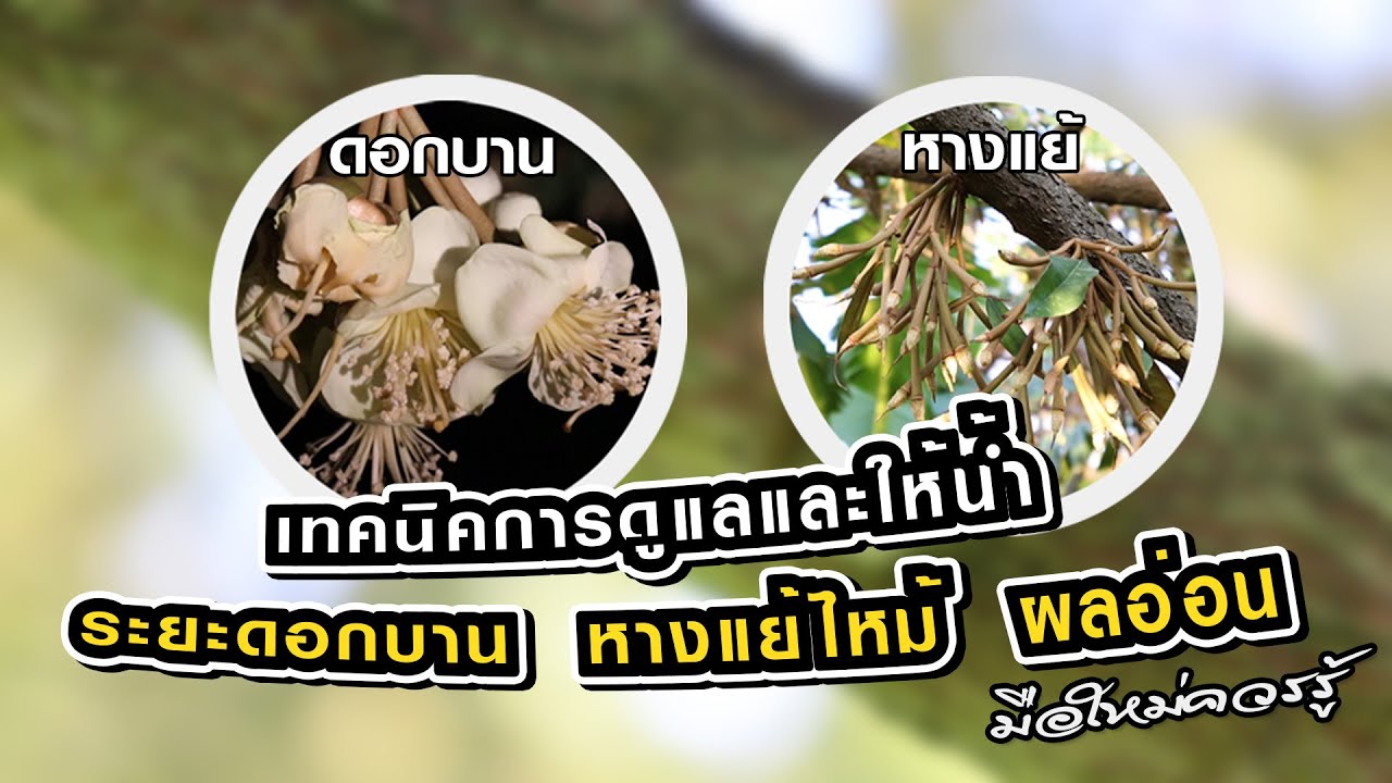 เทคนิคการดูแลและให้น้ำระยะดอกบาน  หางแย้ไหม้  ผลอ่อน