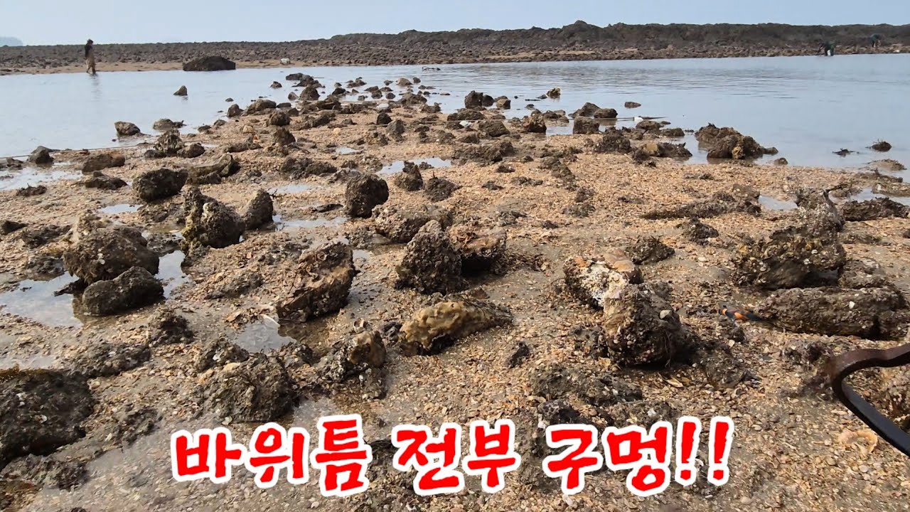 겨울철 가장 비싼조개, 바위틈 전부 이거 였습니다 캐서 먹어봤습니다