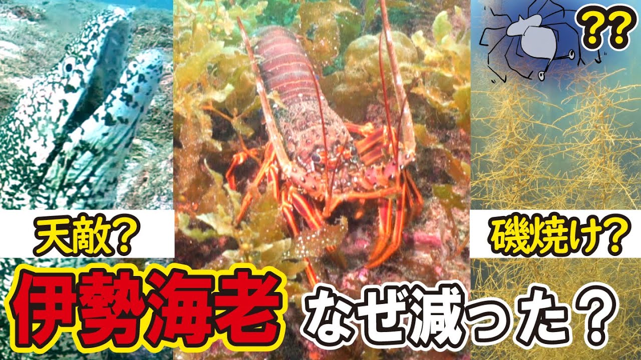 なぜイセエビは激減したのか？海に起きる異変とイセエビの衝撃の生態
