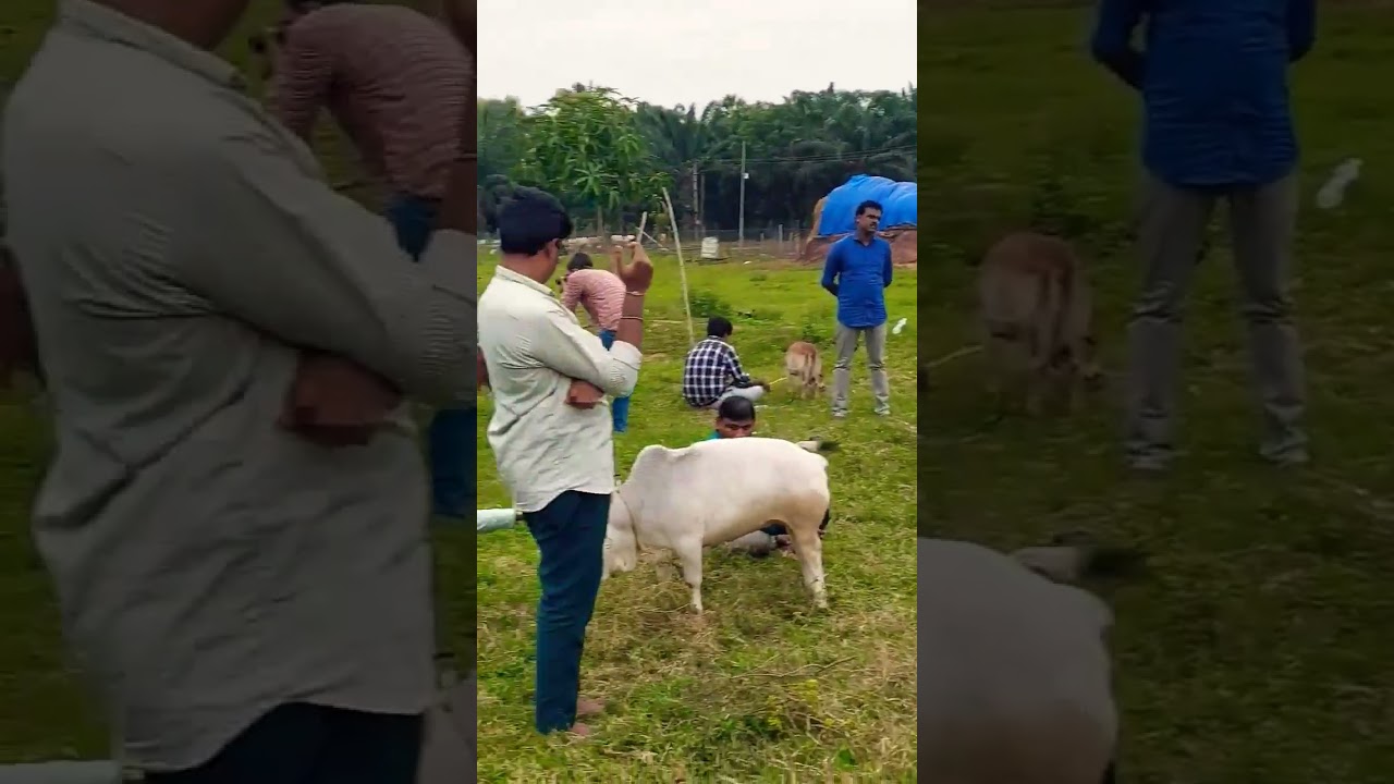Miniature Cow Cuddling therapy # Punganuru cow Hug treatment#nadipathy treatment