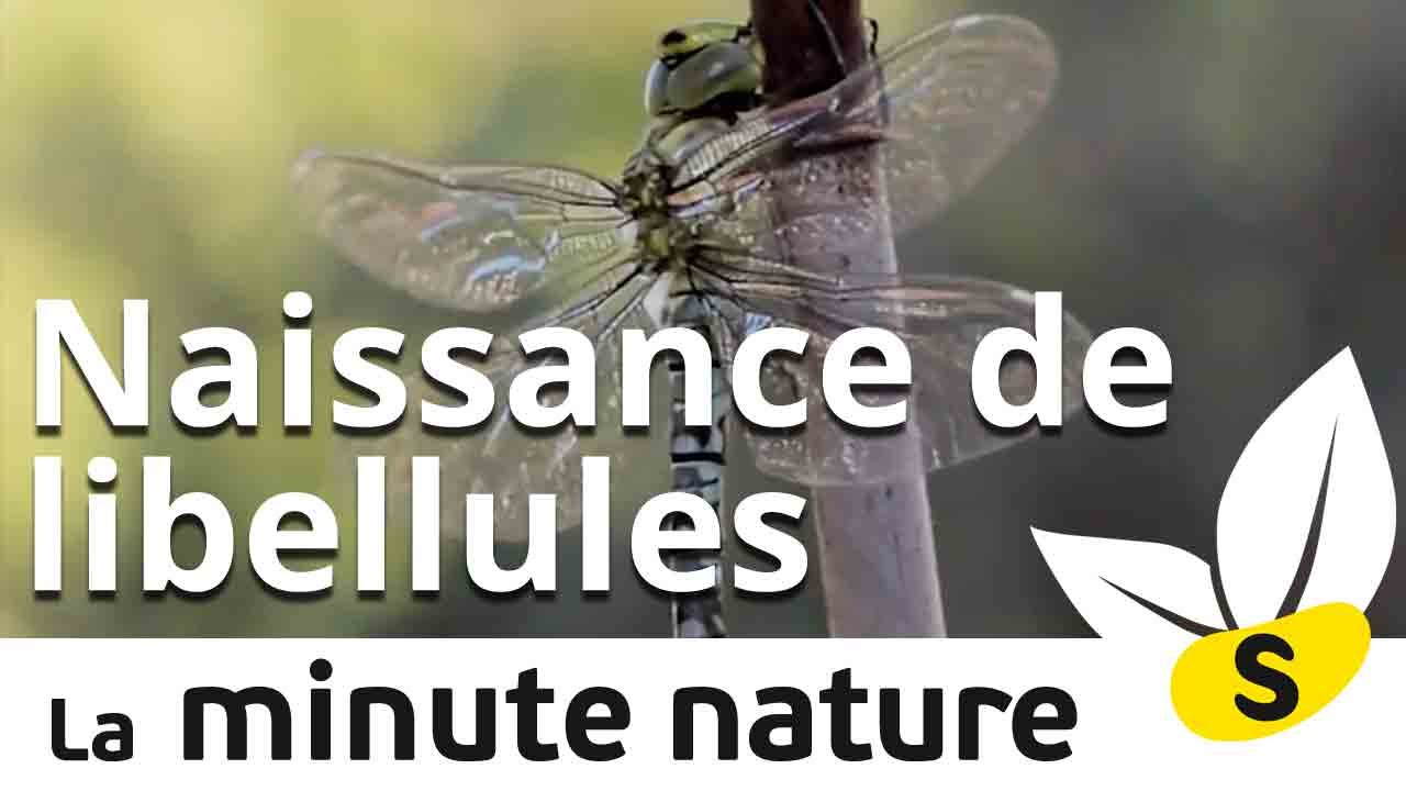 Ep.10: NAISSANCE DE LIBELLULES
