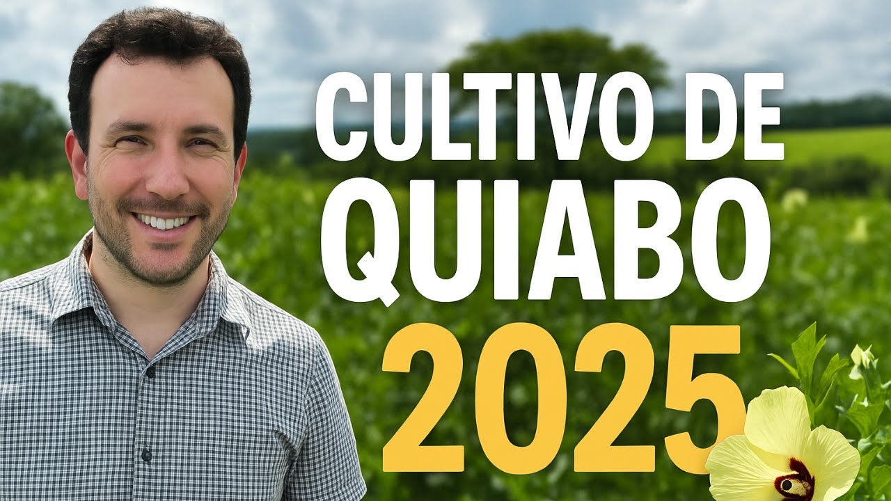 Como plantar quiabo 2025 - Investimento, Variedades, Lucro e manejo