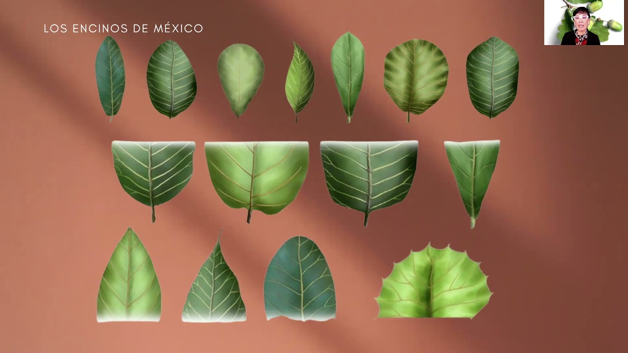 ENCINOS, Árboles Centenarios
