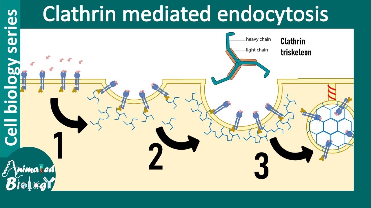 Clathrin mediated endocytosis (overview)