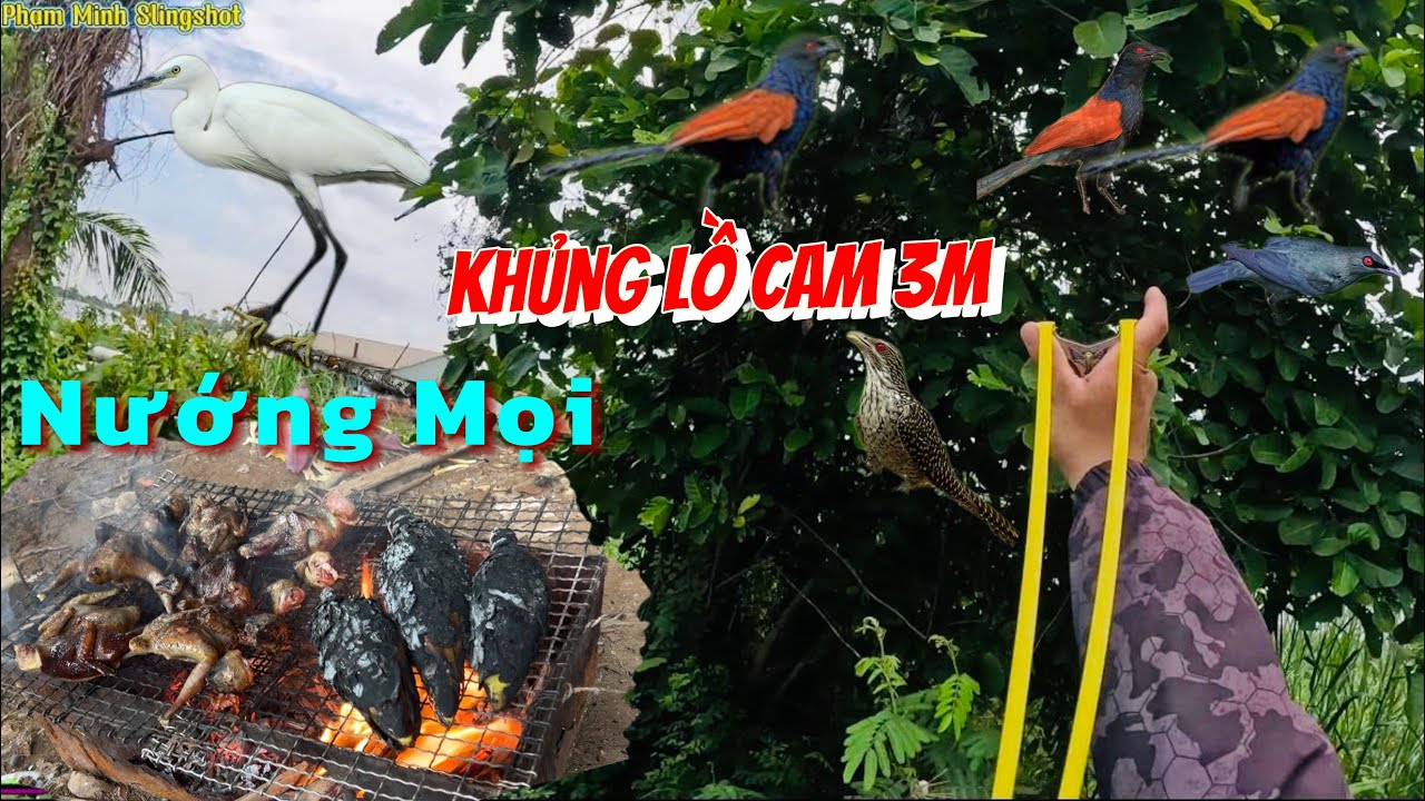 Dẫn Mấy Ná Thủ Nhí Đi Kiếm Khủng Lồ Cam Về Nướng Mọi | Phạm Minh Slingshot