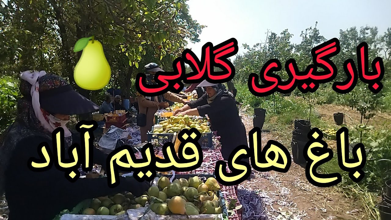 قدیم آباد باغ های گلابی 🍐🍐🍐 رفتم