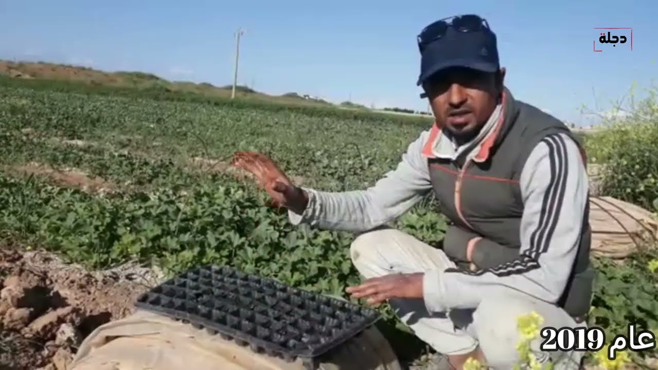 زراعة الخضار في الأنفاق جنوب الحسكة 2019