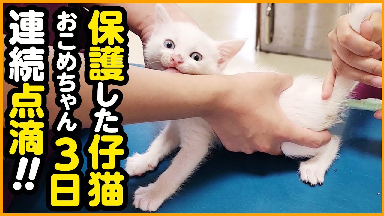 【子猫保護】生後間もなく母猫とはぐれた子猫...点滴の日々！お外で生まれることの厳しさを実感