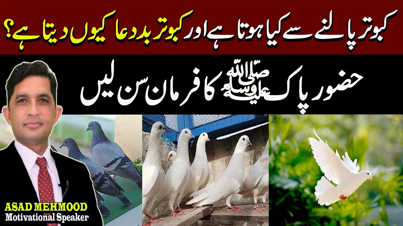 How to raise pigeons at home | Why do pigeon curse? | कबूतर श्राप क्यों देते हैं?