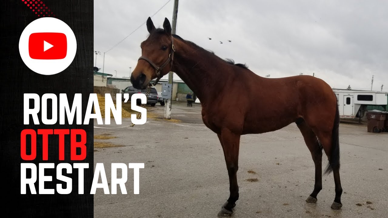 Learning Together: Year One With My OTTB