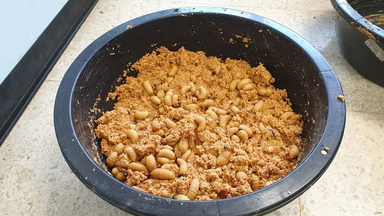 Production des Hannetons avec l’aliment Standard