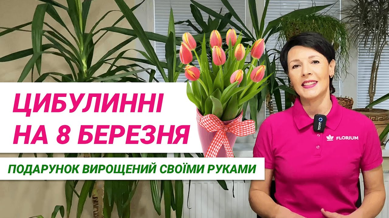 Як виростити цибулинні до 8 березня? Перевірений спосіб // Как вырастить луковичные к 8 марта?