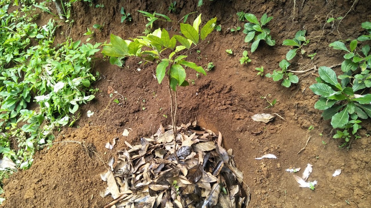 Cara Menanam Rambutan Tanpa Pupuk Kandang atau Pupuk Dasar