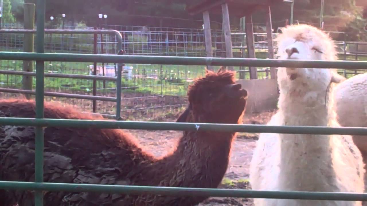 Alpaca spit fight!