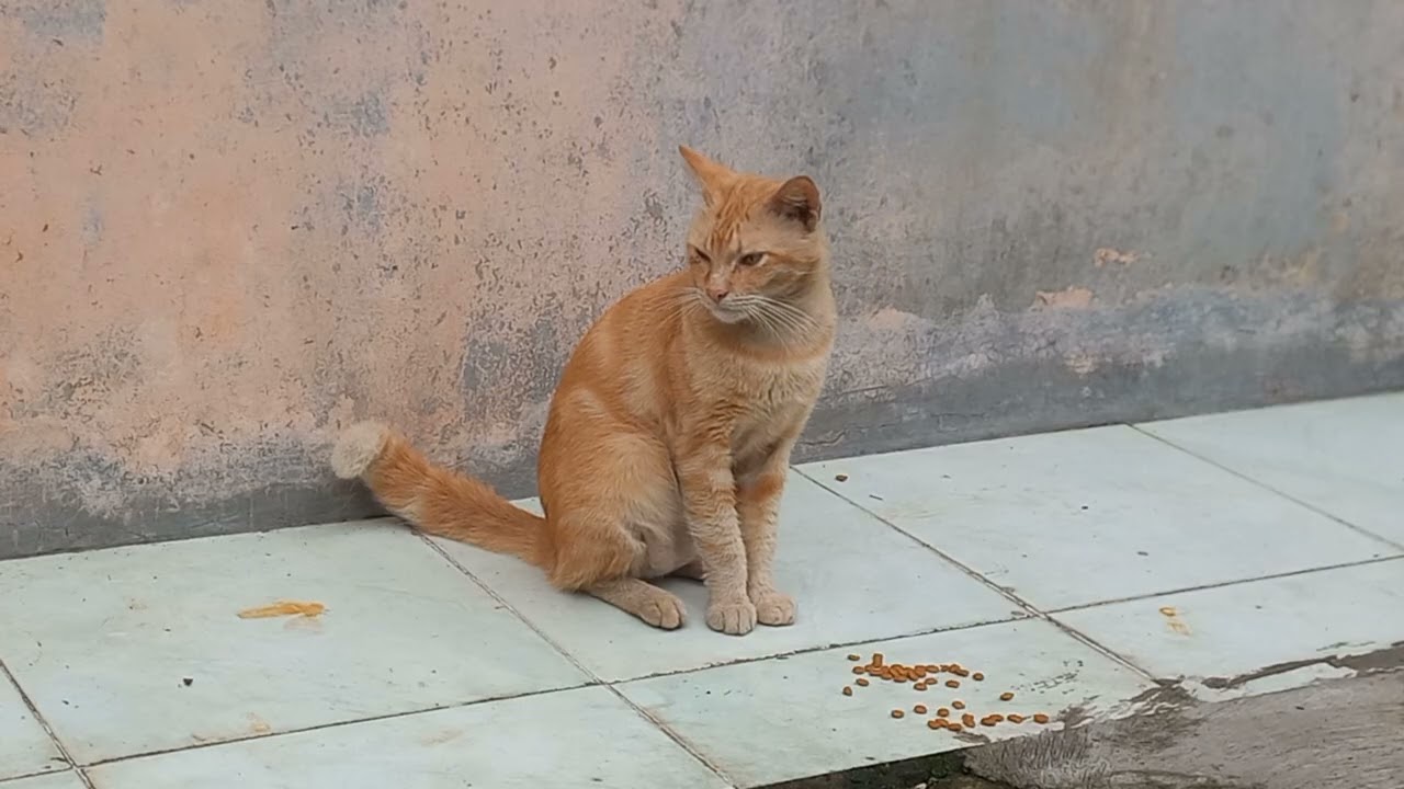 Feeding Hungry Furry Animals