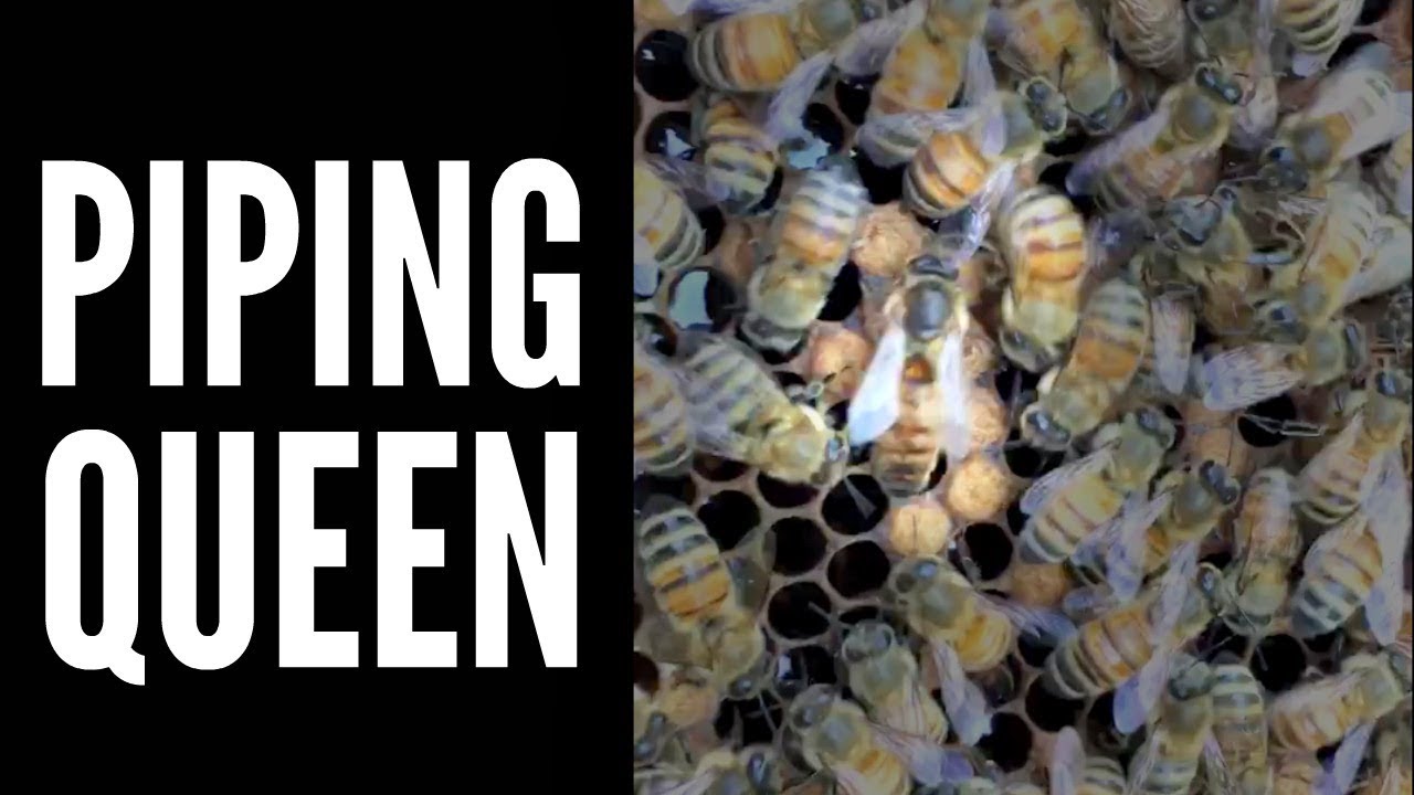 Piping Virgin Queen -- Bee Vlog #10, 2018