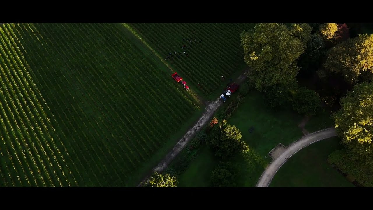 Château Marzelles - From the vine to the vat | drone of visuals