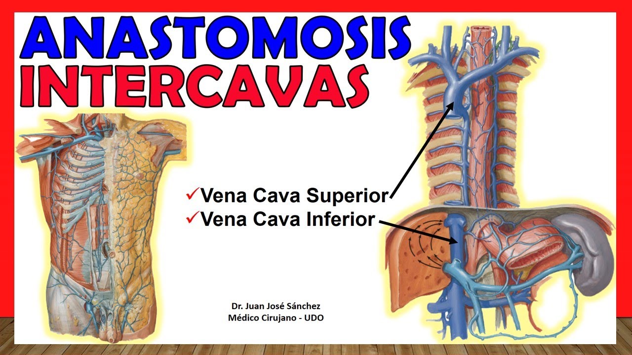 🥇 UNIONES INTERCAVAS. (¿Qué pasaría si se obstruyen las Cavas?) ¡Explicación Sencilla!