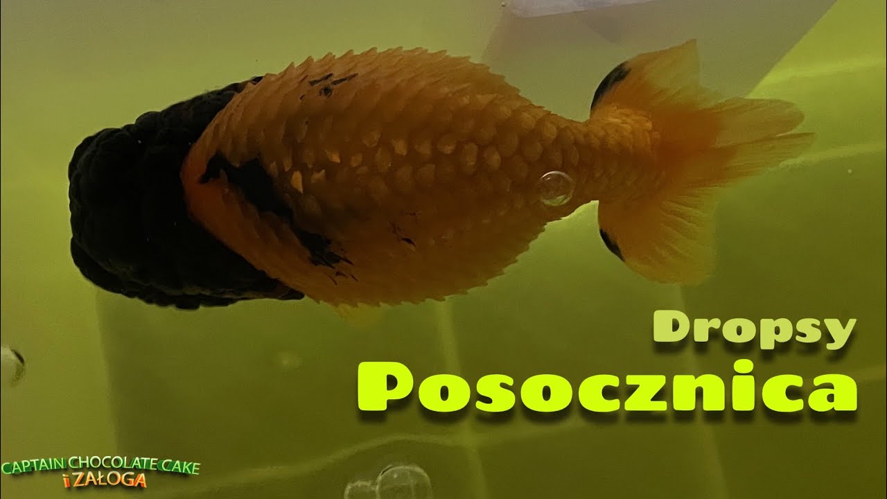 Posocznica, puchlina wodna. Czy da się rybę wyleczyć kakao?