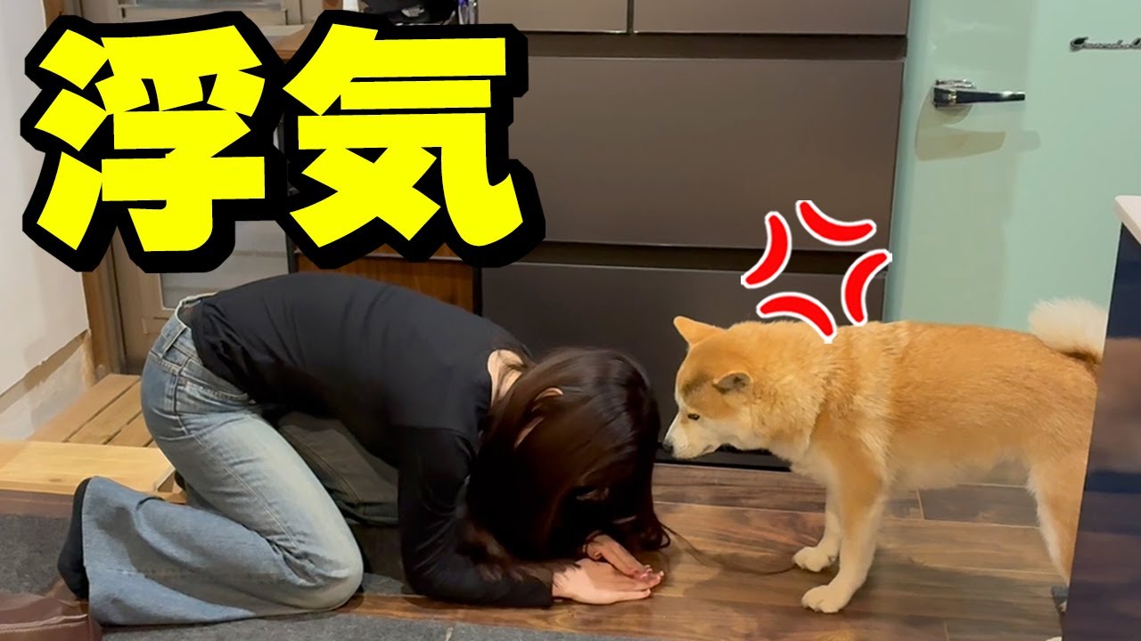 娘の浮気が発覚！柴犬ちくわがガチギレし大騒ぎになりました