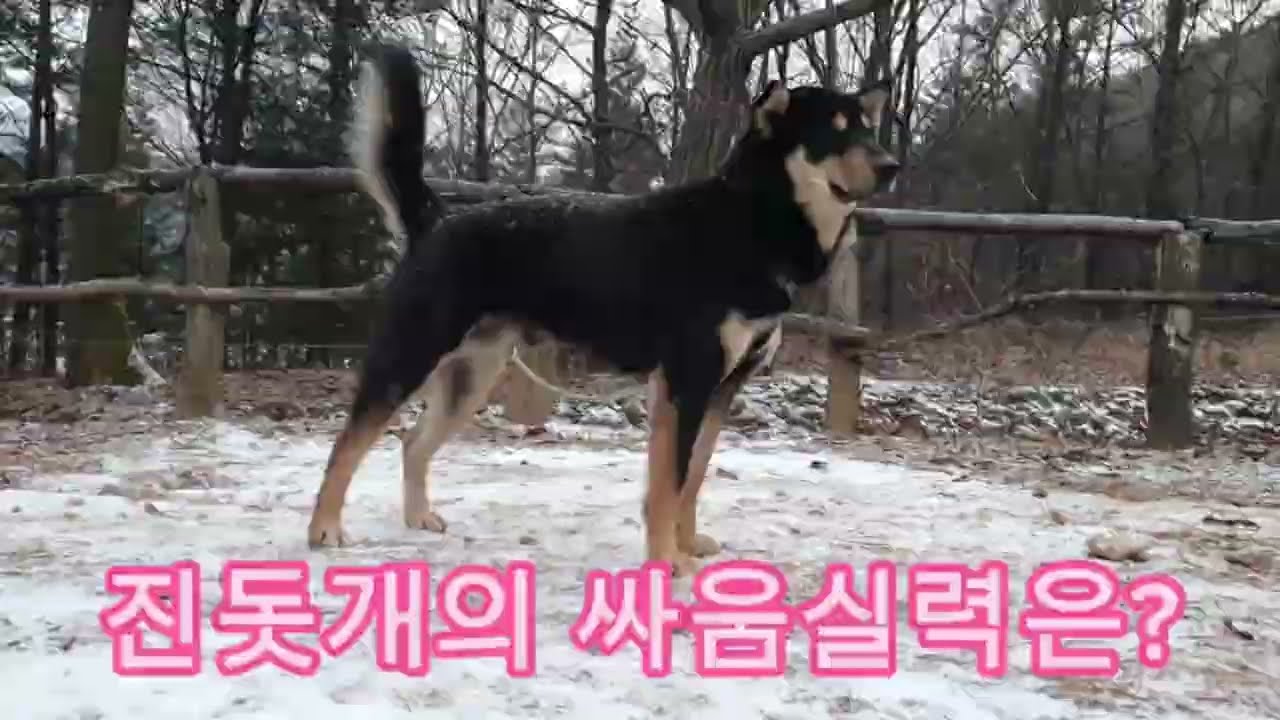 진돗개와 핏블이 싸우면 누가 이길까?