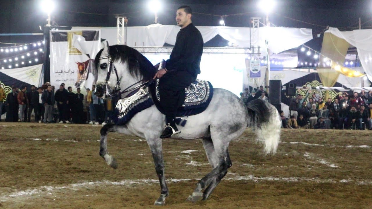 رقص خيل عداد الدبوس بطل ابطال الجمهورية و محمد البراجيلي