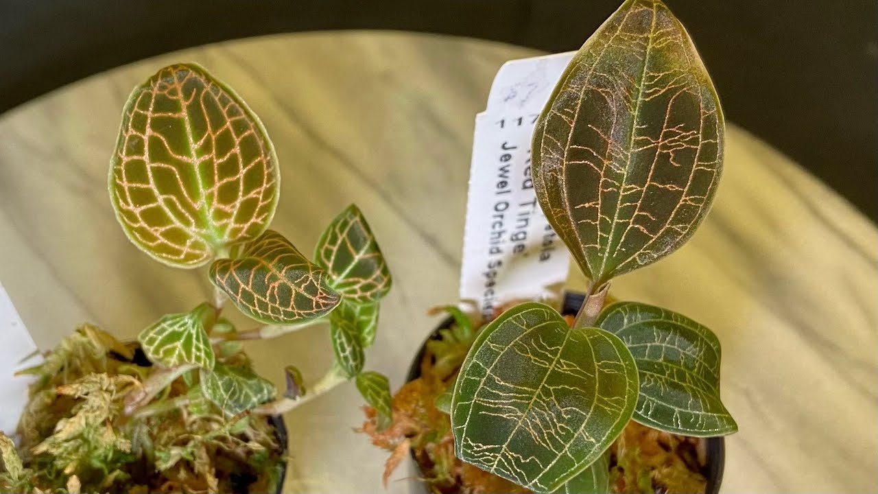 「22159」新购宝石兰，3养植方法和3植料配比，Jewel Orchid : Macodes petola'Red Tinge',Macodes Affin sanderiana //静姐说花946