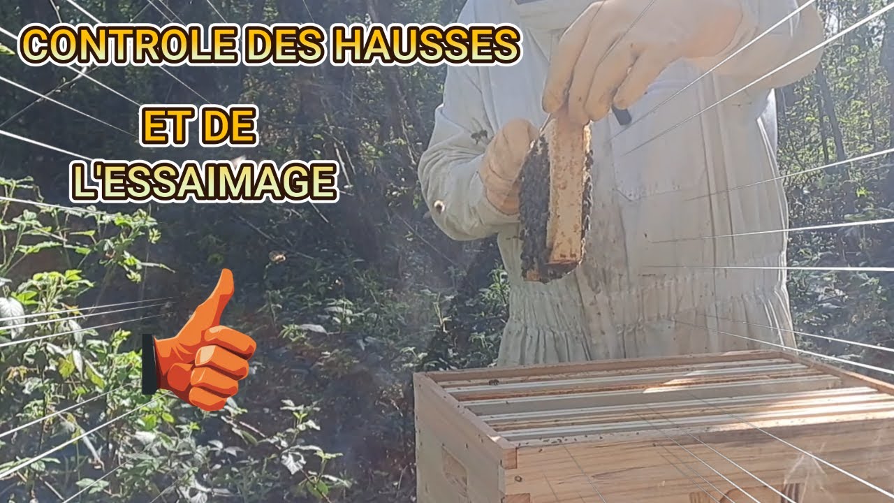 Contrôle d'essaimage et des hausses de miel !!!