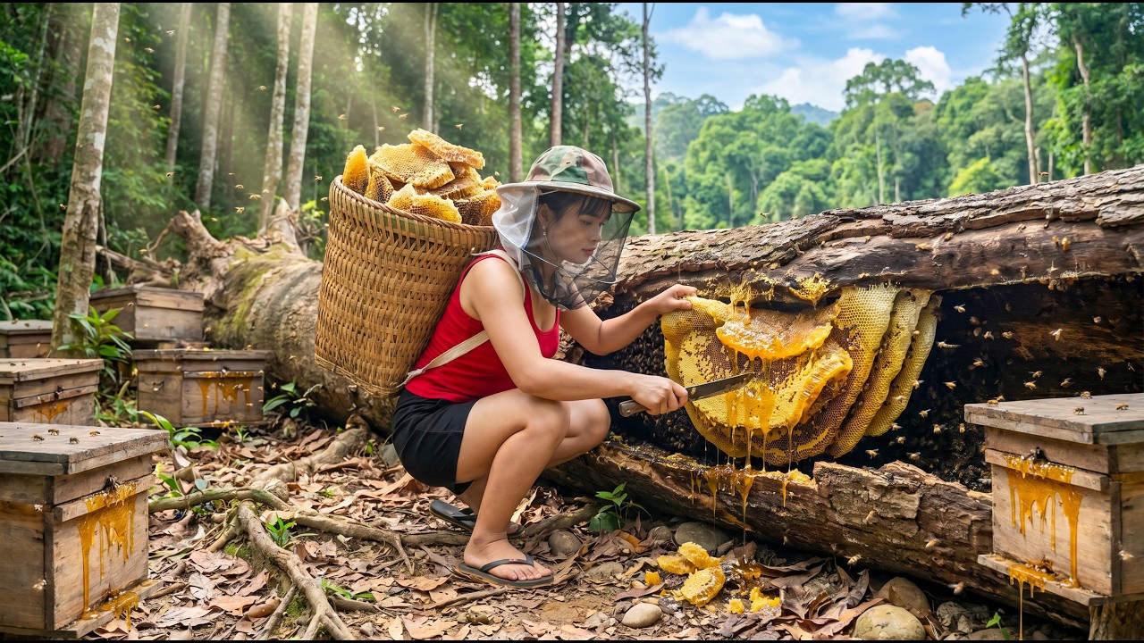 Harvesting a GIANT Beehive & Bringing It Home | Transporting 999KG of Tomatoes to Market