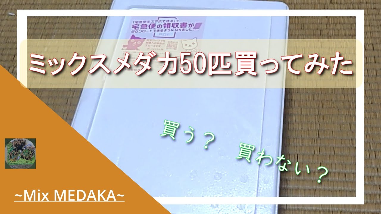 ミックスメダカ50匹買ってみた！　気になる中身は？　おためし改良メダカ