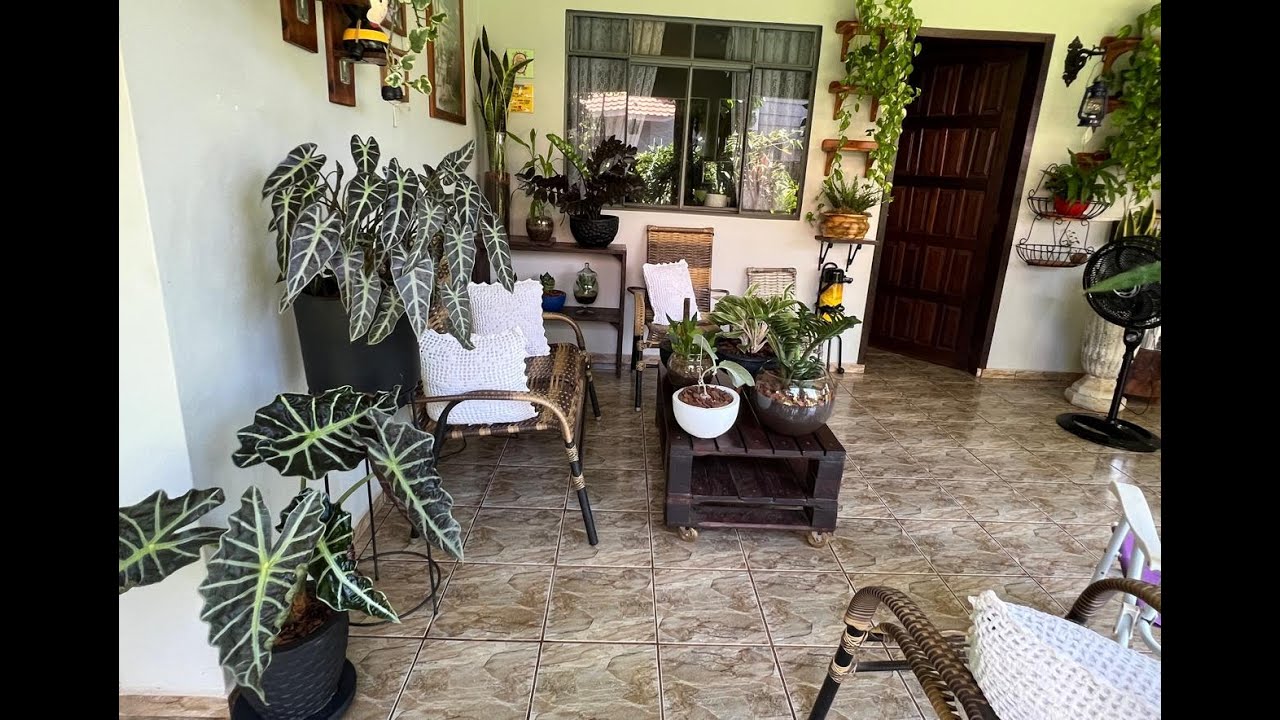 TOUR PELAS MINHAS PLANTAS. ALOCÁSIAS, JIBOIAS.  FLORES, ZAMIOCULCAS SUCULENTAS... Ateliê Florescer