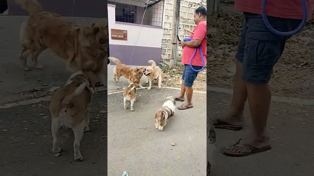 Rancho#dog 🐕❤️🐕