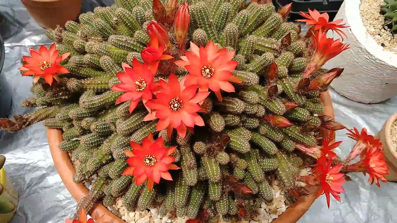 floração do cacto amendoim e dicas de cultivo