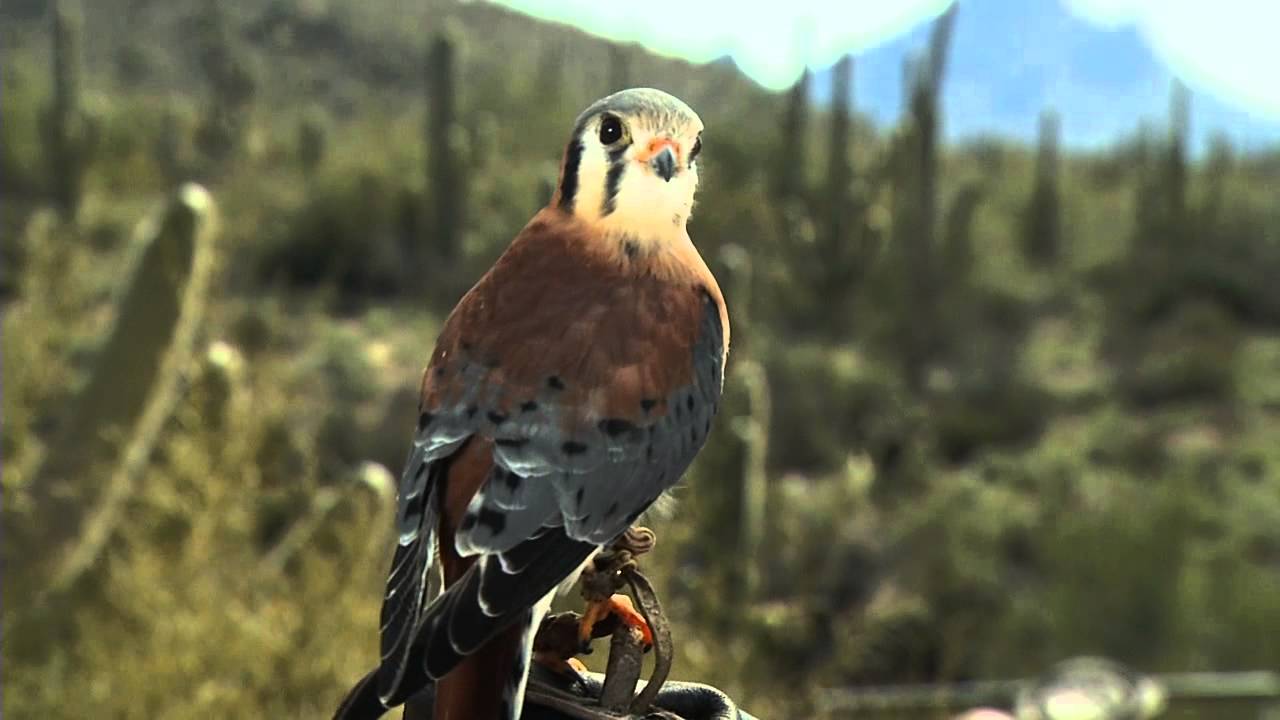American Kestrel