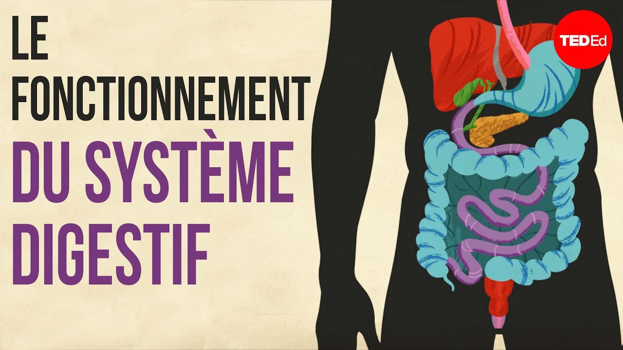 Le fonctionnement du système digestif - Emma Bryce