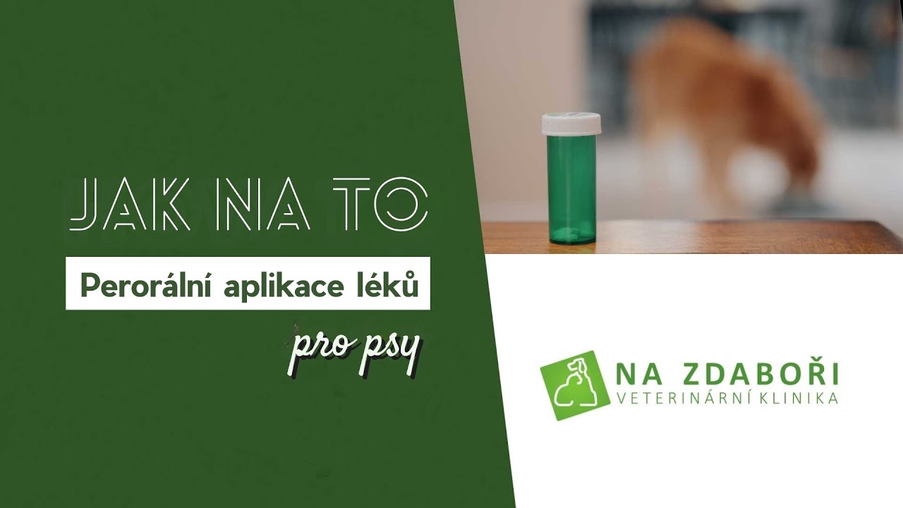 Jak na to: Perorální aplikace léků pro psy